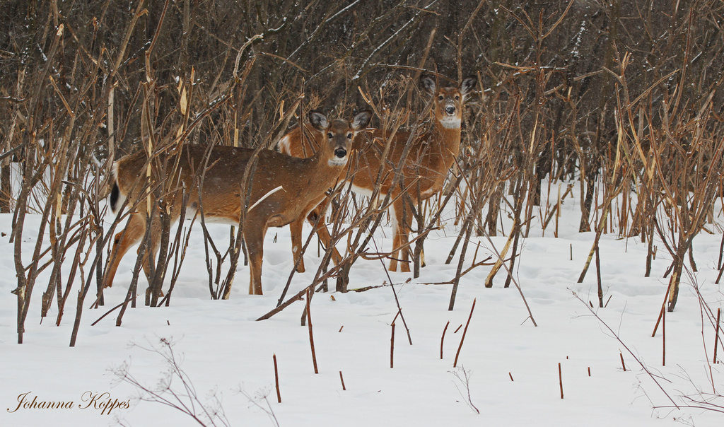 March 1 14  Two Deer by hellie