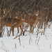 March 1 14  Two Deer by hellie