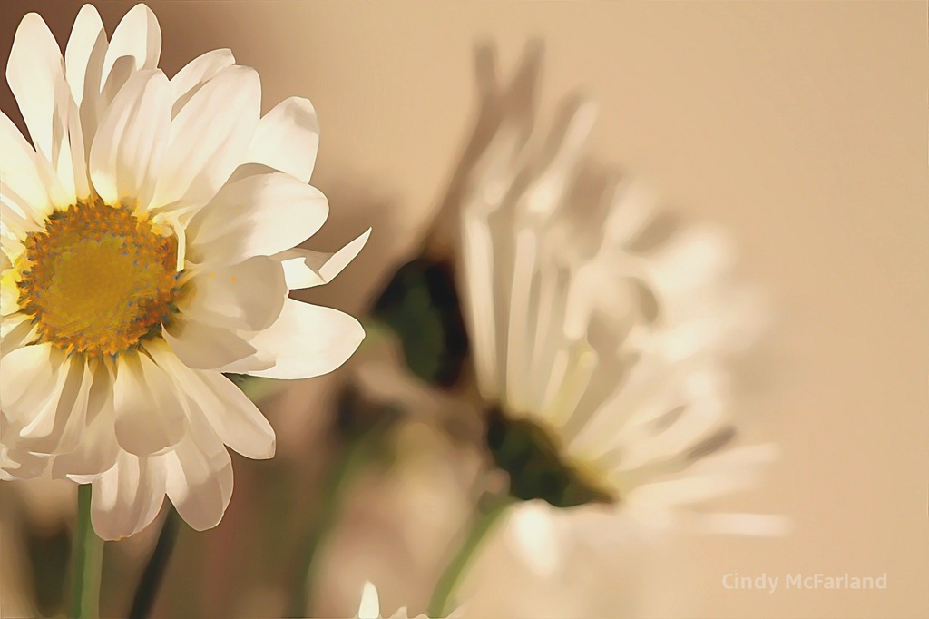 Pure White Petals by cindymc