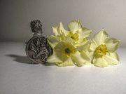 1st Mar 2014 - miniature daffodils 