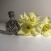 miniature daffodils  by shannejw