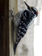 1st Mar 2014 - Even Woodpeckers Nap