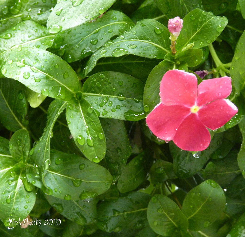 Raindrops by peggysirk