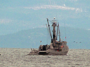 1st Mar 2014 - Fishing Trawler