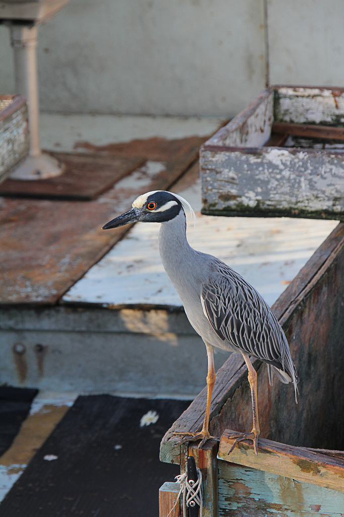YELLOW-CROWNED NIGHT HERON by pdulis