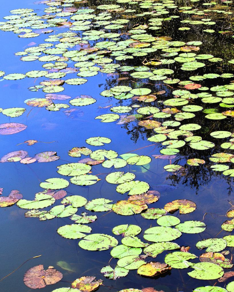 Lily Pads by hondo