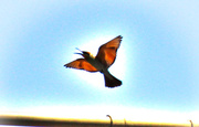 2nd Mar 2014 - Rainbow Bee-eater in flight