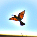 Rainbow Bee-eater in flight by flyrobin