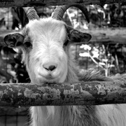 28th Feb 2014 - Goat 