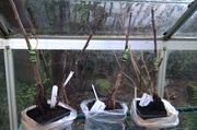 1st Mar 2014 - 3 Apple trees grafted