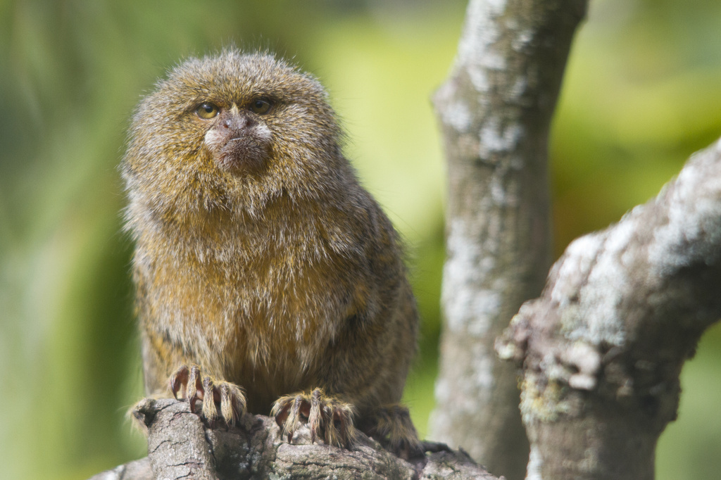 Mighty Marmoset by helenw2