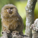 Mighty Marmoset by helenw2