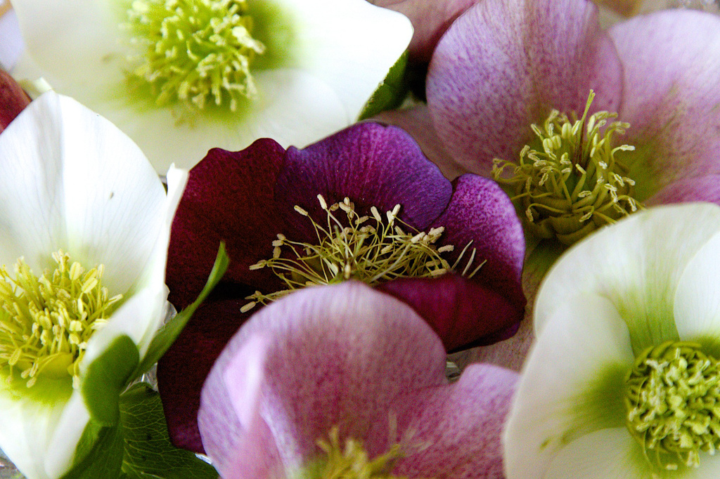 Hellebores in a dish! by nicolaeastwood