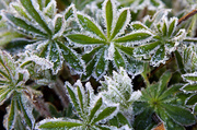 27th Feb 2014 - Finally a frost!