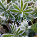 Finally a frost! by nicolaeastwood