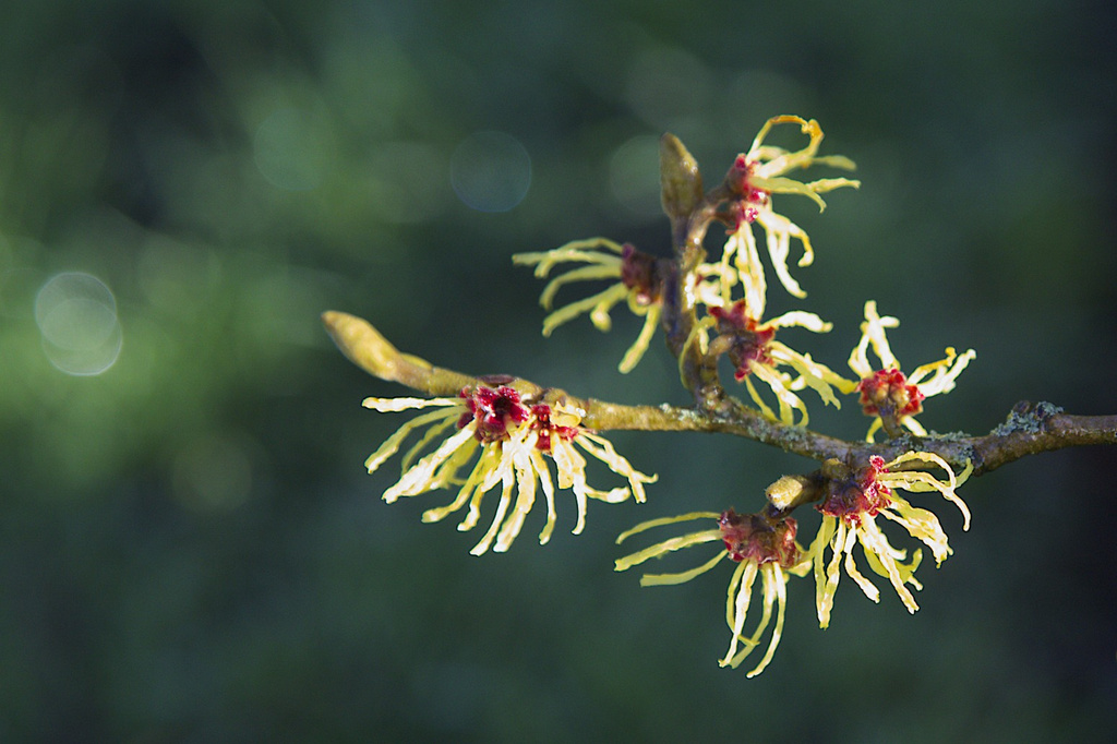 Witch-hazel in the sunshine! by nicolaeastwood