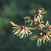 Witch-hazel in the sunshine! by nicolaeastwood