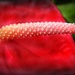 Anthirium - Flamingo Flower by judithdeacon