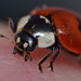 Ladybird by richardcreese