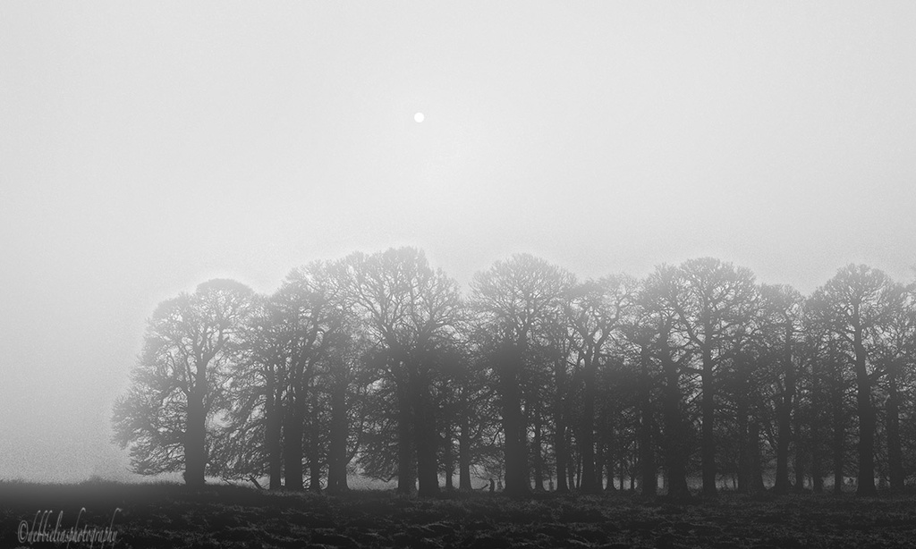 1.3.14 Misty Morning by stoat