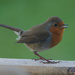 Robin Redbreast 3 by pcoulson