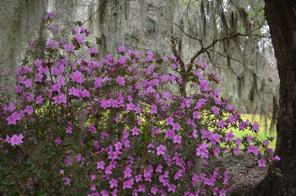 First azaleas of Spring, Magnolia Gardens, Charleston, SC by congaree