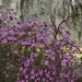 First azaleas of Spring, Magnolia Gardens, Charleston, SC by congaree