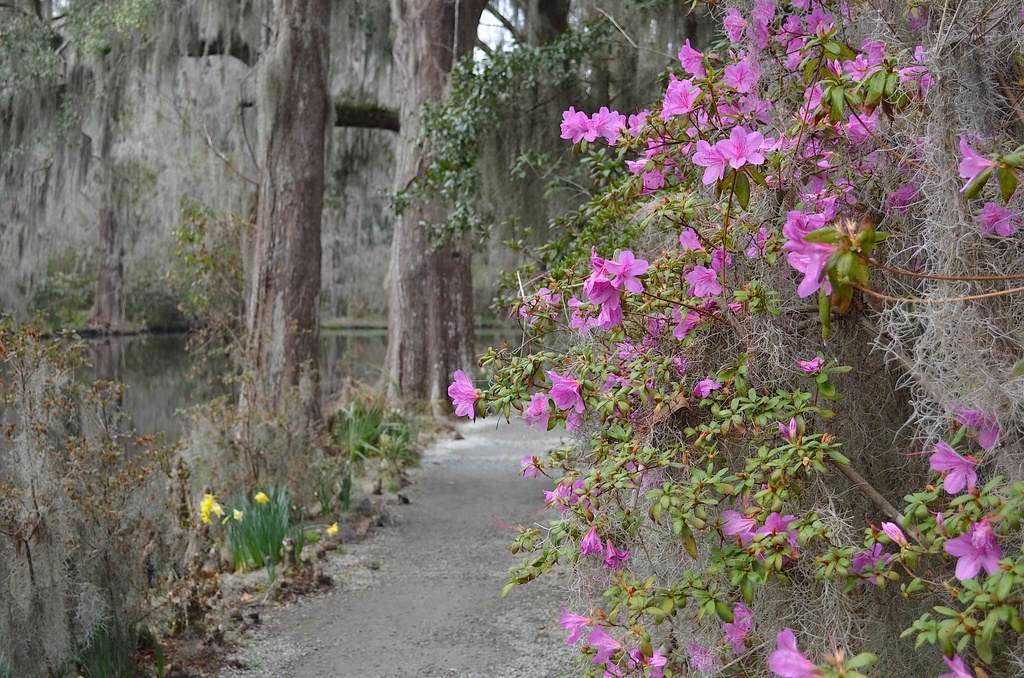 Magnolia Gardens, Charleston, SC, Spring 2014 by congaree