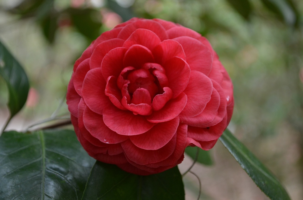 Camellias  by congaree