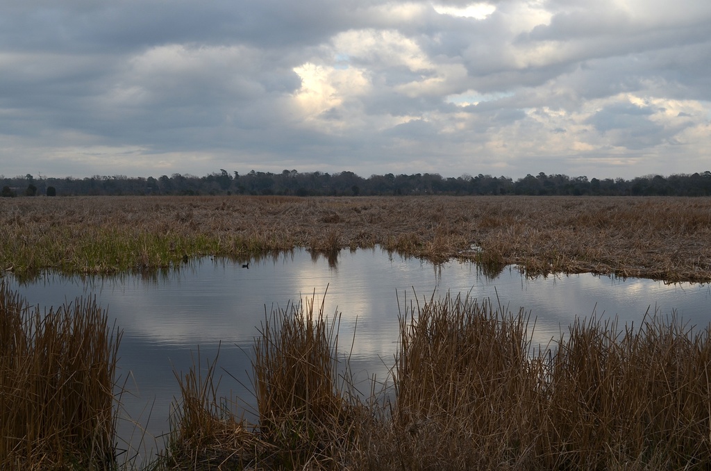 Marsh and sky reflections by congaree