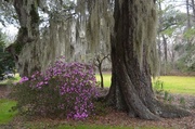 2nd Mar 2014 - Early spring azaleas, Magnolia Gardens, Charleston, SC