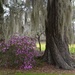 Early spring azaleas, Magnolia Gardens, Charleston, SC by congaree