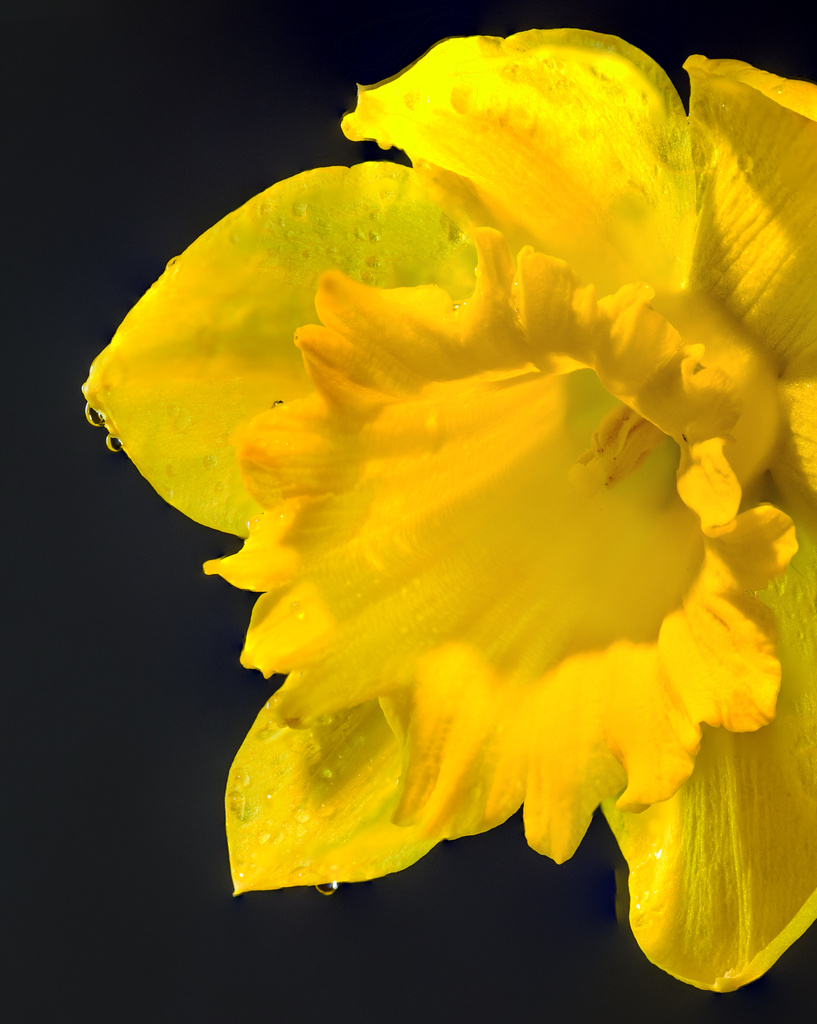 Focus Stacked Macro Daffodil by jgpittenger