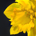Focus Stacked Macro Daffodil by jgpittenger