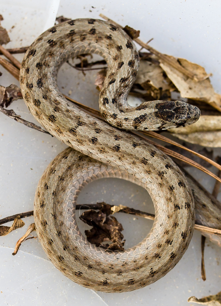 SN(EIGH)K, aka Brown Snake (Storeria dekayi) by darylo