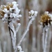 Frosty Flower by harbie