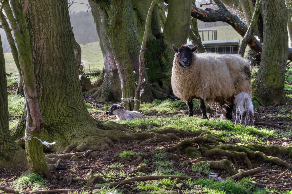woodland sheep II by jantan