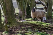 26th Feb 2014 - woodland sheep II