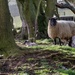 woodland sheep II by jantan