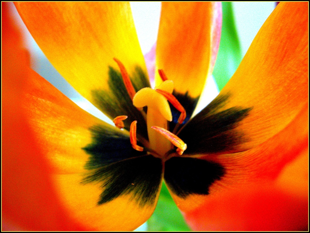 Tulip by olivetreeann