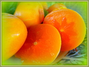 3rd Mar 2014 - Last of the Persimmon Crop