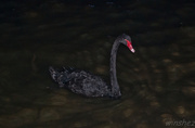 1st Mar 2014 - black swan