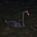 black swan by winshez