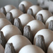 Eggs!! by whiteswan
