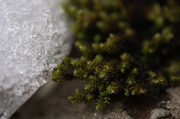 2nd Mar 2014 - Melting and Moss