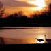 Geese In The Glow by lynnz