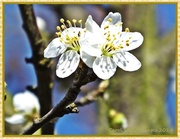 3rd Mar 2014 - Blossom