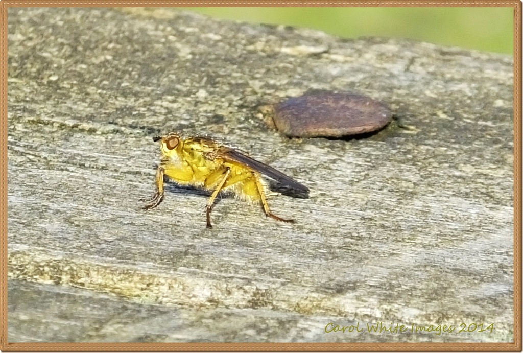 Bug(best viewed large) by carolmw