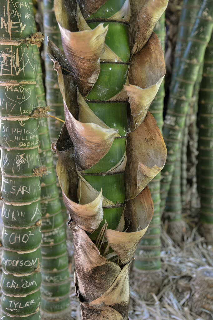 Bamboo by jeneurell