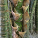 Bamboo by jeneurell